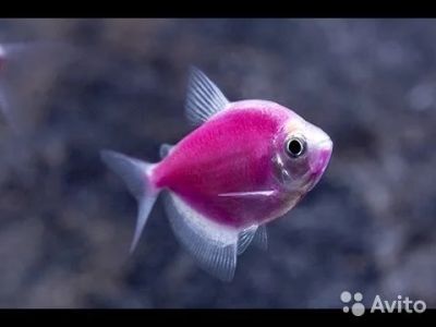 Лот: 10794329. Фото: 1. Тернеция glofish (фиолетовая). Рыбки