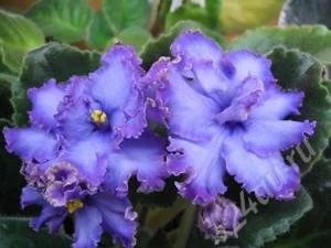 Лот: 10434911. Фото: 1. Сортовая фиалка Blue Dragon или... Горшечные растения и комнатные цветы