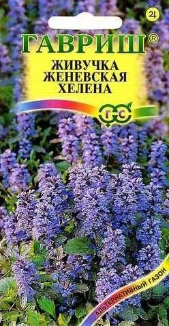 Лот: 11024312. Фото: 1. Живучка женевская Хелена* 0,02... Садовые цветы