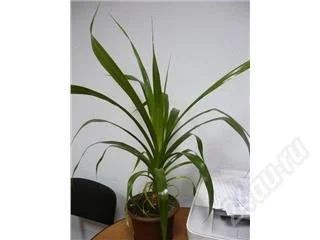 Лот: 127316. Фото: 1. Панданус 70см. Горшечные растения и комнатные цветы