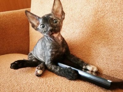 Лот: 7575367. Фото: 1. Котенок донского сфинкса (черепаховая... Кошки, котята