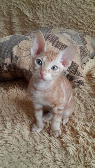 Лот: 4106162. Фото: 1. Котята Донского Сфинкса. Кошки, котята