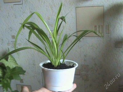 Лот: 45581. Фото: 1. Хлорофитум-природный очиститель... Горшечные растения и комнатные цветы