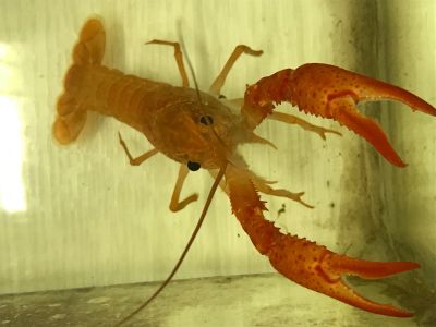 Лот: 13066290. Фото: 1. Procambarus clarkii. Моллюски, ракообразные, кораллы