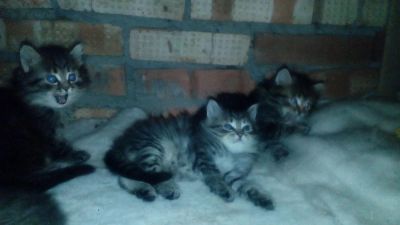 Лот: 5284906. Фото: 1. Отдам в хорошие руки 4-х котят... Кошки, котята