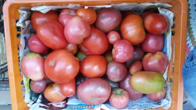 Лот: 5978876. Фото: 1. Помидоры домашние. Овощи, фрукты, зелень