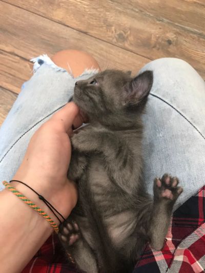 Лот: 12787293. Фото: 1. Весёлые котэ)). Кошки, котята