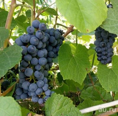 Лот: 9672958. Фото: 1. Саженцы винограда и черенки винограда. Фрукты и орехи