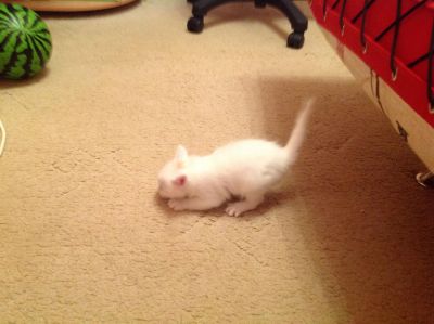 Лот: 3430202. Фото: 1. Подарю белых котят. Кошки, котята