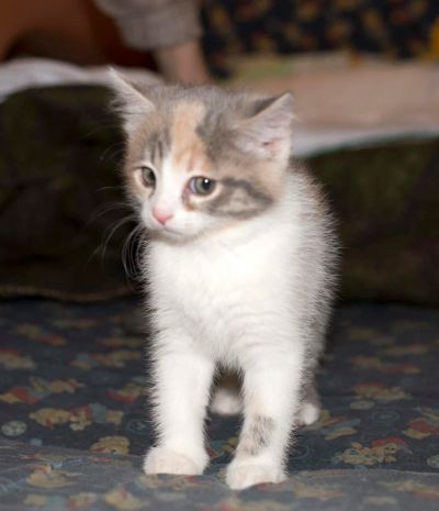 Лот: 10731488. Фото: 1. Очаровательная кошечка "черепашка... Кошки, котята