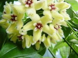 Лот: 5848133. Фото: 1. Хойя Buotii. Горшечные растения и комнатные цветы