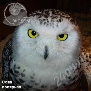 Лот: 257478. Фото: 1. Выставка животных. Приглашение... Красноярск