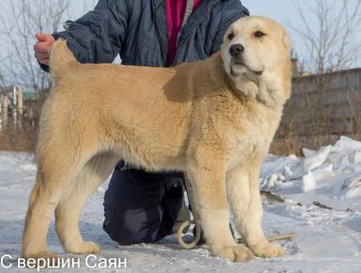 Лот: 8601936. Фото: 1. Cреднеазиатская овчарка (алабай... Собаки, щенки