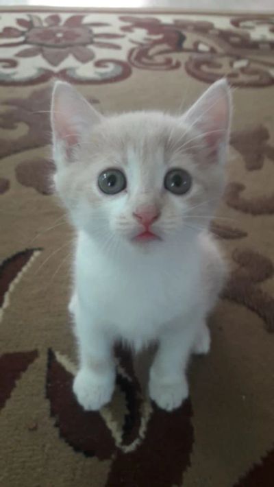 Лот: 16470704. Фото: 1. Котёнок похожий на хлопонина по... Корма