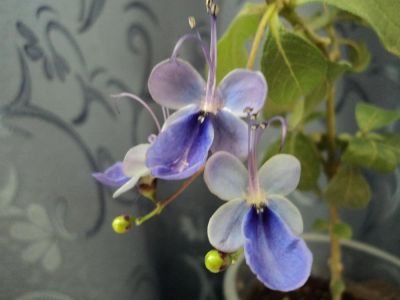 Лот: 3255572. Фото: 1. Клеродендрум ugandense. Горшечные растения и комнатные цветы