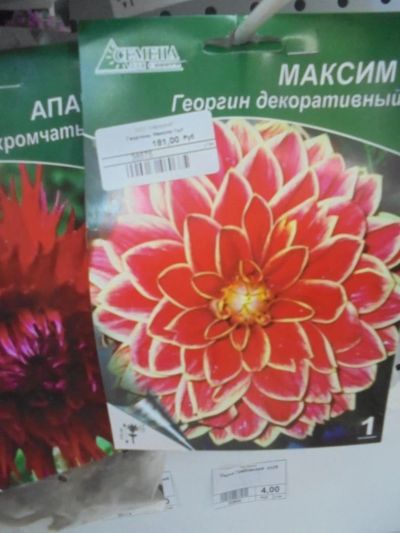 Лот: 7309386. Фото: 1. Семена. Георгин декоративный... Садовые цветы