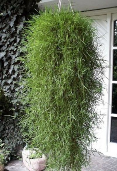 Лот: 16489492. Фото: 1. Агростис " Green Twist". Садовые цветы