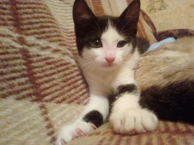 Лот: 10743286. Фото: 1. Котёнок. Мегпай. Девочка. Кошки, котята