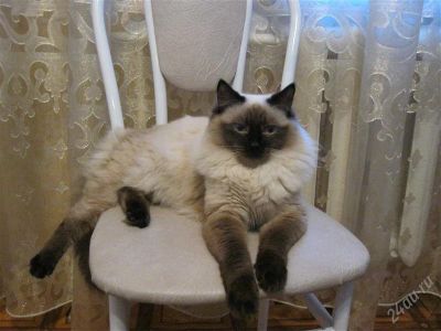 Лот: 2568902. Фото: 1. Сиамский кот. Кошки, котята