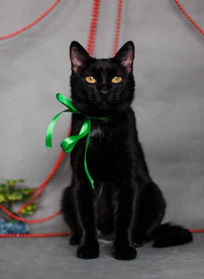 Лот: 4477757. Фото: 1. Отдам Кошку в добрые руки. Кошки, котята