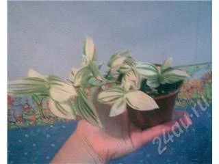 Лот: 71608. Фото: 1. традесканция пестрая. Горшечные растения и комнатные цветы