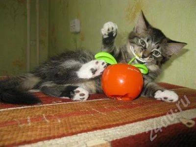 Лот: 373522. Фото: 1. Отдам котяток. Остальные животные
