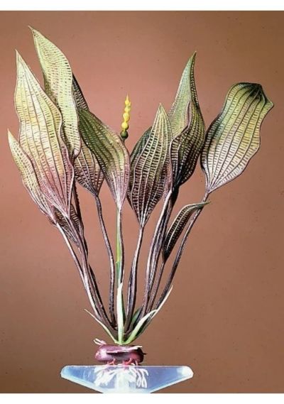 Лот: 6396793. Фото: 1. Растение PENN-PLAX Flowering Lace... Водные растения