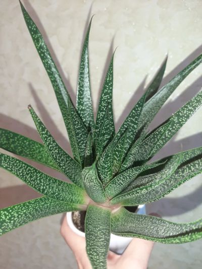 Лот: 8984689. Фото: 1. Хавортия терковидная (Haworthia... Горшечные растения и комнатные цветы