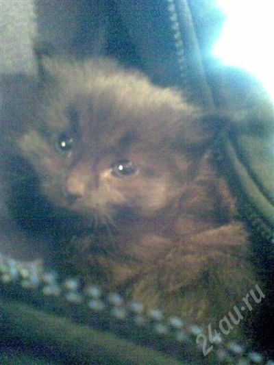Лот: 503778. Фото: 1. Котята черные. Остальные животные