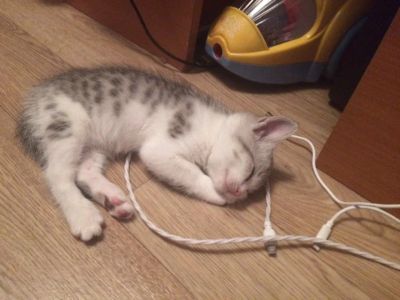 Лот: 13935896. Фото: 1. Британцы. Кошки, котята