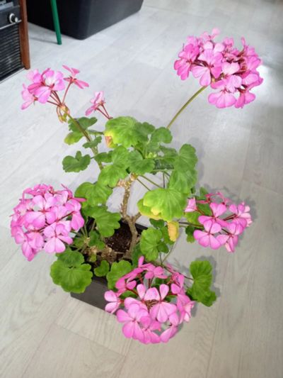 Лот: 22169522. Фото: 1. Пеларгония (герань). Горшечные растения и комнатные цветы
