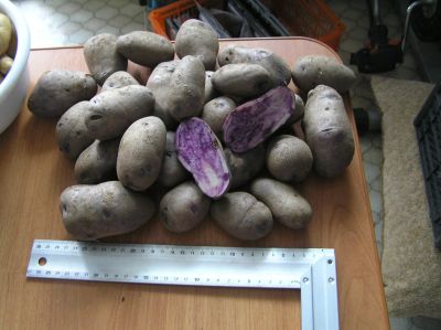 Лот: 15769913. Фото: 1. Картофель семенной фиолетовый... Овощи