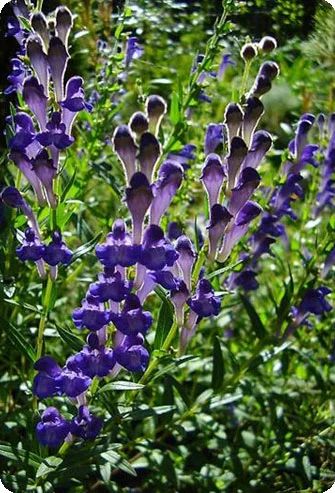 Лот: 5258908. Фото: 1. Шлемник байкальский (Scutellaria... Другое (красота и здоровье)