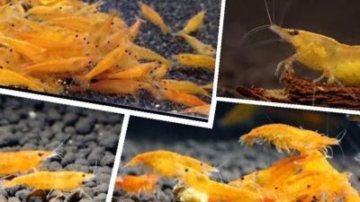 Лот: 12131537. Фото: 1. Креветка "Orange Sakura Shrimp... Моллюски, ракообразные, кораллы