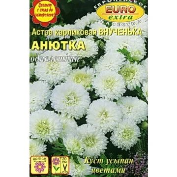 Лот: 3654937. Фото: 1. Астра Внученька Анютка карликовая. Другое (семена, рассада, садовые растения)
