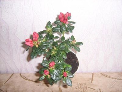 Лот: 977154. Фото: 1. азалия 2. Горшечные растения и комнатные цветы