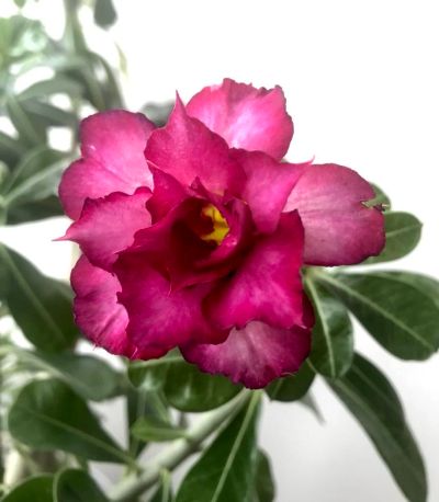 Лот: 11233761. Фото: 1. Адениум Purple Rose прививка. Горшечные растения и комнатные цветы