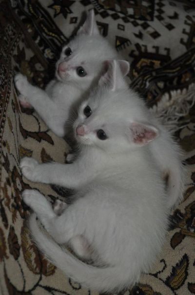 Лот: 3497688. Фото: 1. Замечательные белые котята!. Кошки, котята