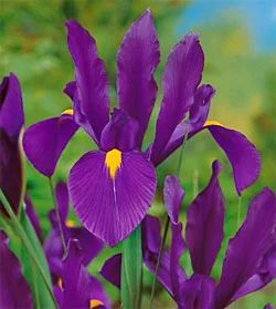 Лот: 5295332. Фото: 1. Ирис Purple Sensation (луков.). Другое (семена, рассада, садовые растения)