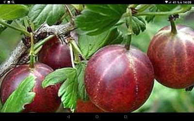 Лот: 17467384. Фото: 1. Крыжовник красный безшипый. Ягоды