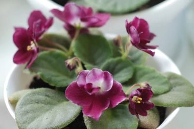 Лот: 3809857. Фото: 1. Фиалка Mac's Southern Springtime... Горшечные растения и комнатные цветы