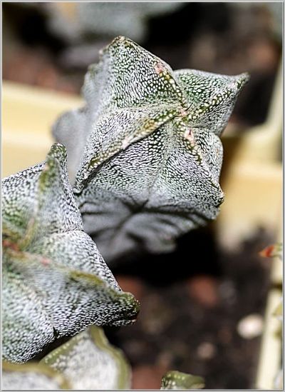 Лот: 6397573. Фото: 1. Астрофитум мириостигма гибридный. Горшечные растения и комнатные цветы