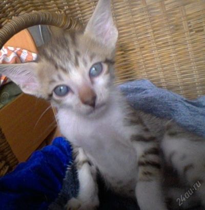 Лот: 5922844. Фото: 1. ориентальный котик. Кошки, котята