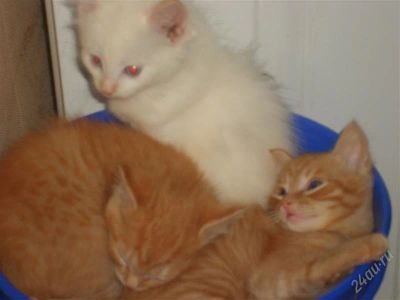 Лот: 2793219. Фото: 1. отдадим кошечку. Кошки, котята