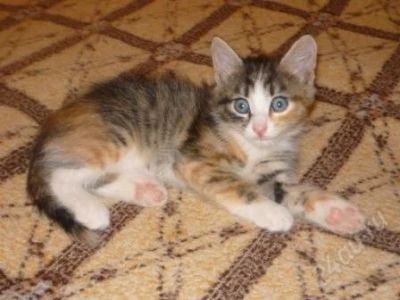 Лот: 1339931. Фото: 1. Котята в хорошие руки. Кошки, котята