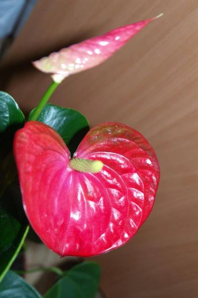 Лот: 3095885. Фото: 1. Антуриум Ред Кинг отцветает. Горшечные растения и комнатные цветы