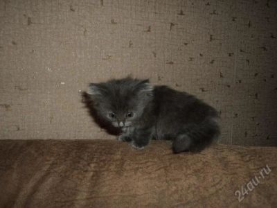 Лот: 862998. Фото: 1. Вот такой вот зверь. Остальные животные
