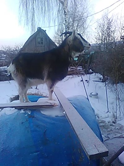 Лот: 7769654. Фото: 1. молоко козье. Молоко и молочные продукты