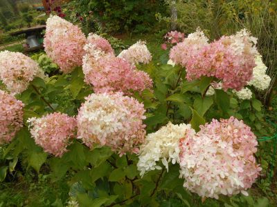 Лот: 20550349. Фото: 1. гортензия Фантом. Декоративные кустарники и деревья