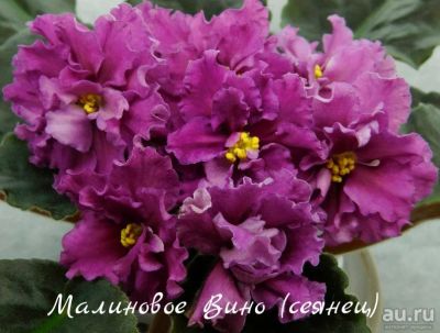Лот: 8483816. Фото: 1. Фиалка сортовая Малиновое Вино... Горшечные растения и комнатные цветы